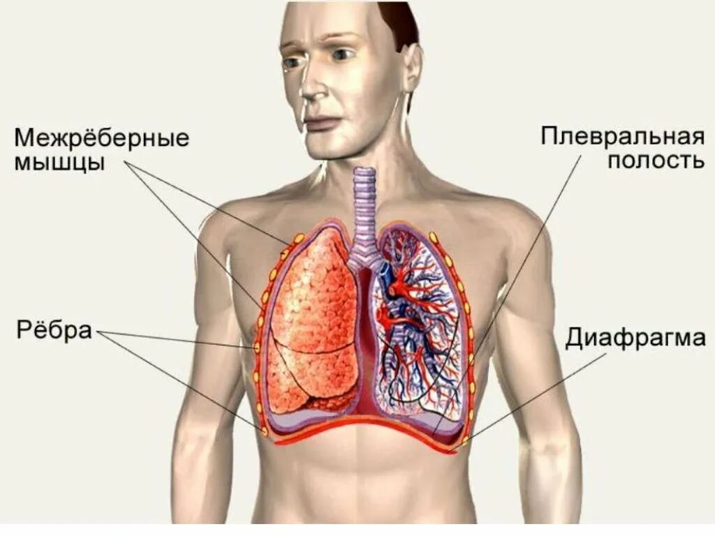 Органы плевральной полости