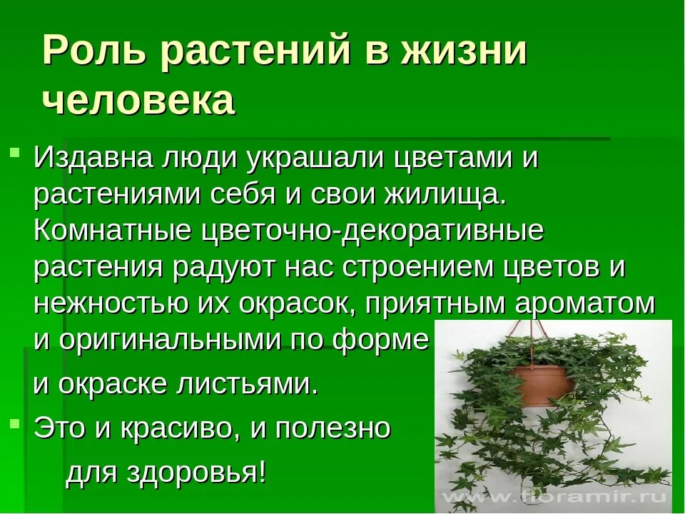 Биология 5 класс значение растений в природе. Роль растений в жизни человека. Растения в жизни человека. Коль растений в природе. Ратсенияв жизни человека.