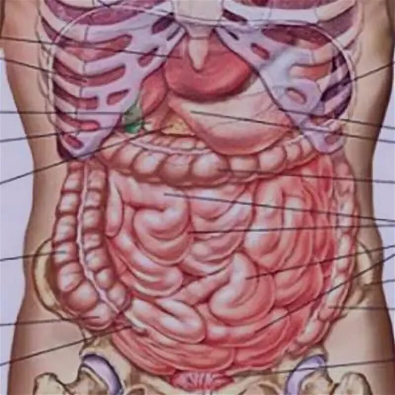 Органы живота. Анатомия женщины низ живота. Расположение внутренних органов у женщин внизу живота. Анатомия низа живота мужчины.