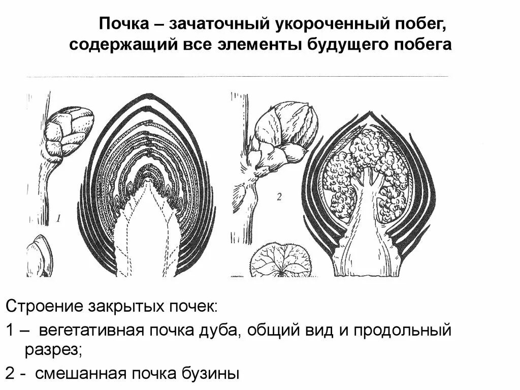 Строение почек растений вегетативная и генеративная. Строение вегетативной и генеративной почки. Строение вегетативной почки растения. Схема вегетативной почки.