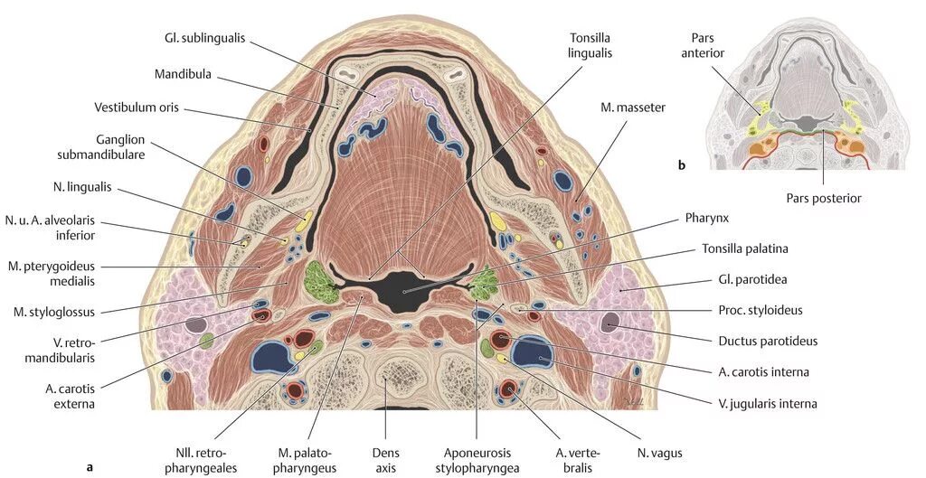 Spatium retropharyngeum. Spatium retropharyngeum анатомия. Заглоточное пространство топографическая анатомия. Spatium retrophyrangeum анатомия.