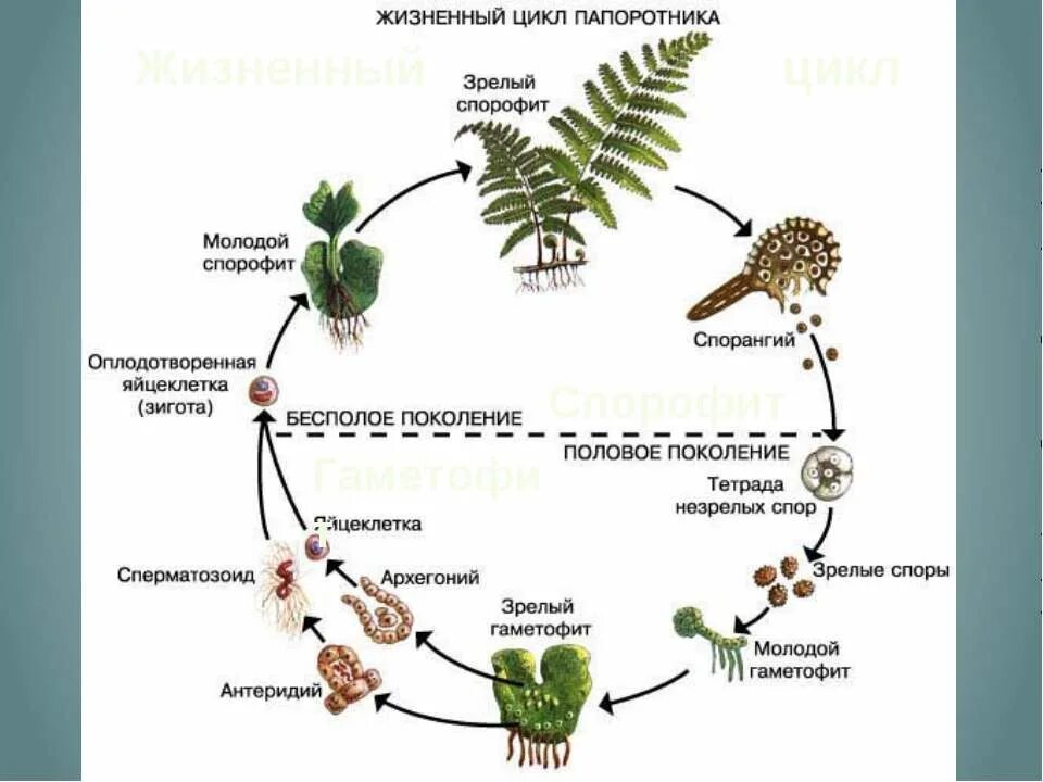 щитовник сорусы. спорангии папоротника образуются. щитовник сорусы. жизненный цикл папоротниковидных схема. сорусы и спорангии.