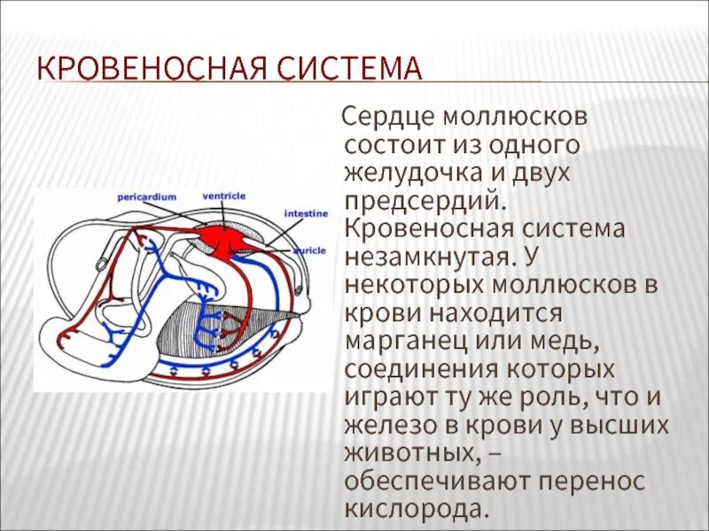 Моллюски имеют сердце. Кровеносная система м олюсков. Сердце моллюсков. Кровеносная система моллюсков состоит из. Кровеносная система двустворчатых моллюсков.