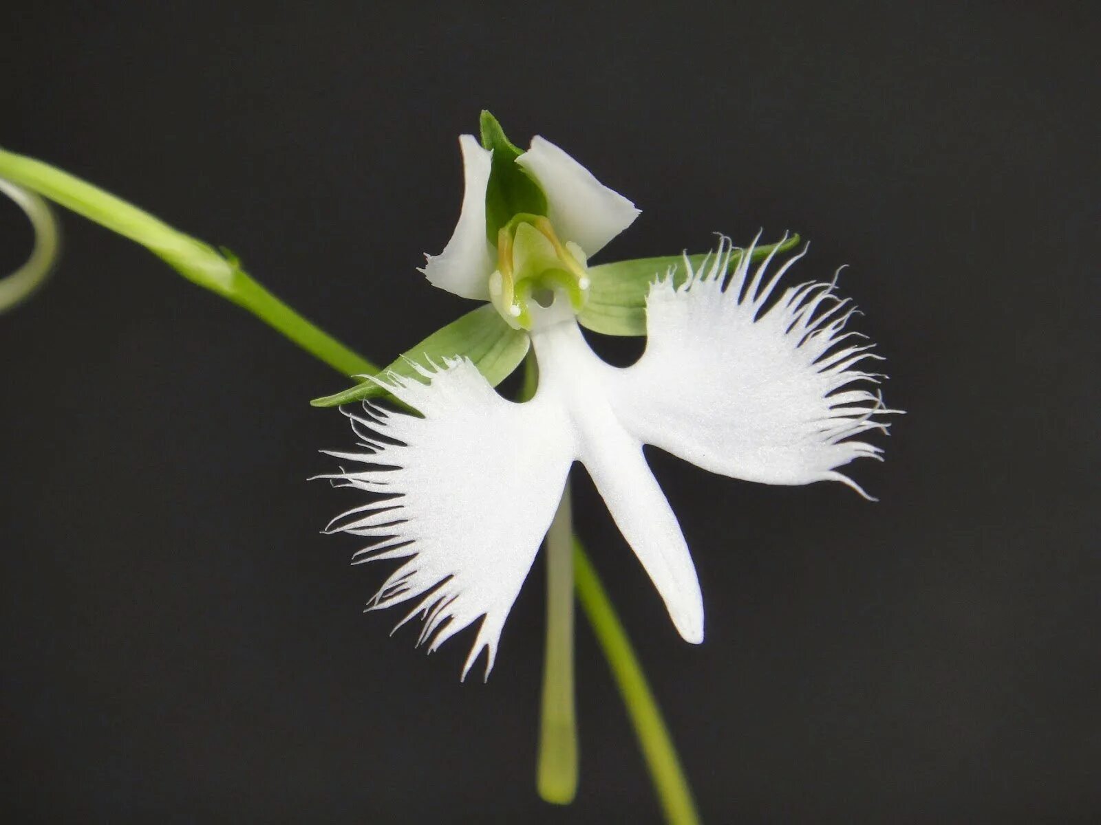 Орхидея цапля. Хабенария. habenaria marginata. орхидея хабенария синия. орхидея японская хабенария.