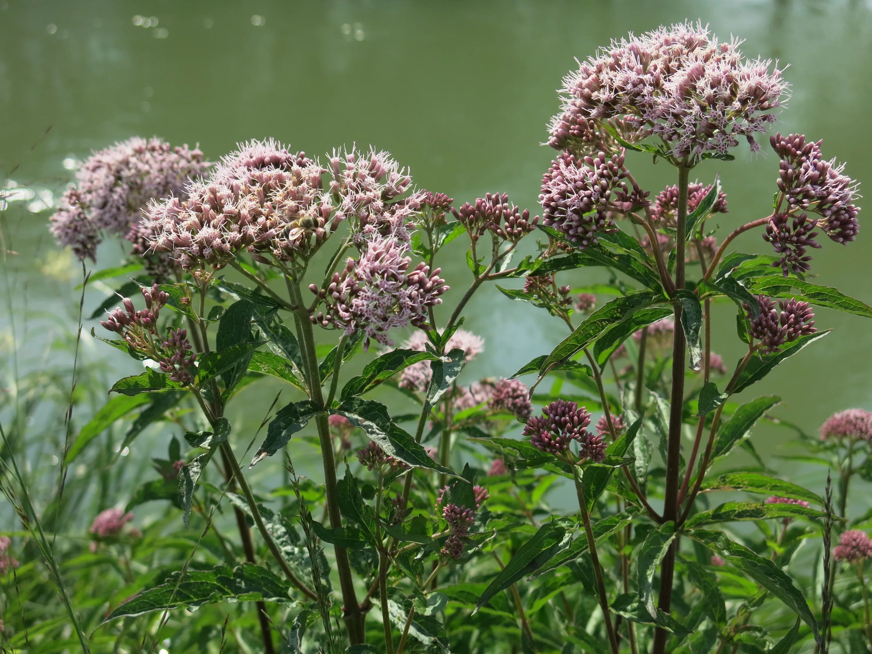 Валерьянка трава. Валериана. (Valeriana officinalis). Валериана бузинолистная. Валериана лекарственная / Valeriána officinális. Valeriana officinalis растение.