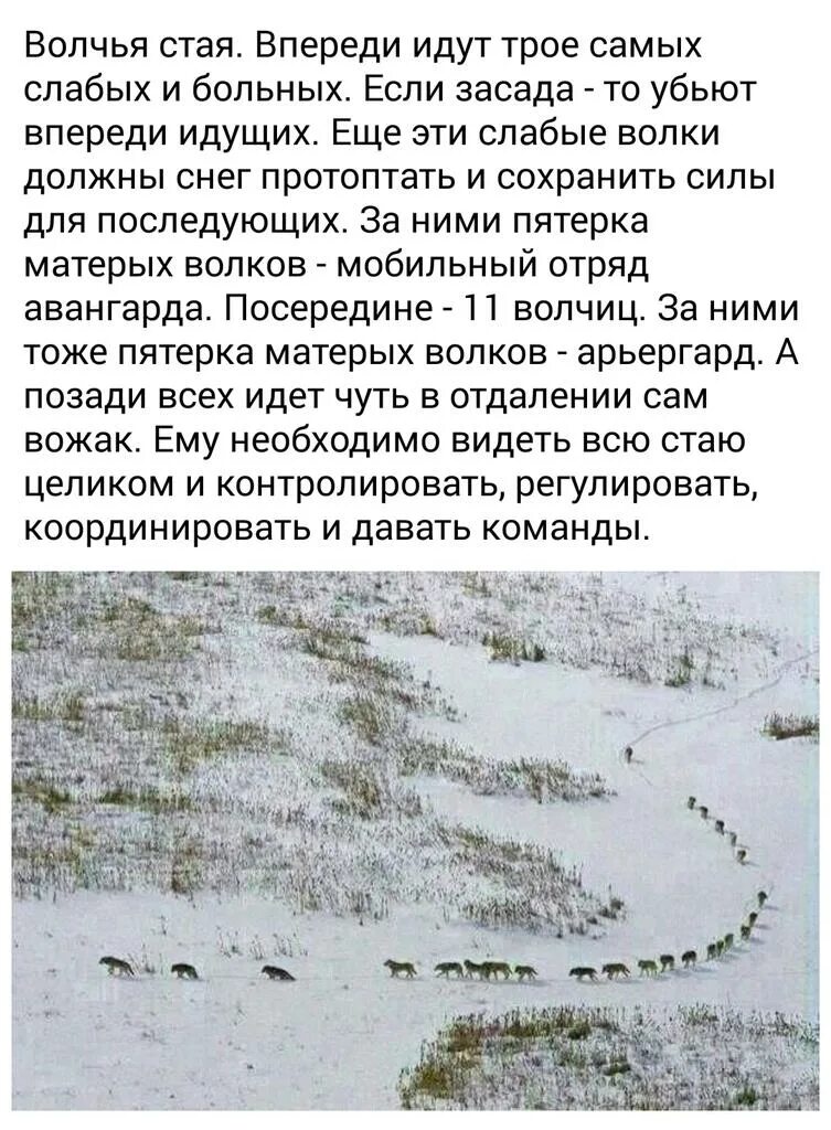 В стае в ту зиму ходила молодая