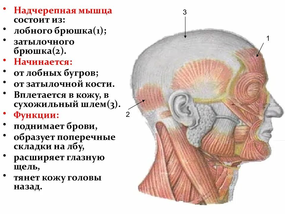 Части затылка. Функции надчерепной мышцы головы. Надчерепная мышца сухожильный шлем. Надчерепной апоневроз сухожильный шлем. Сухожильный шлем надчерепной мышцы.