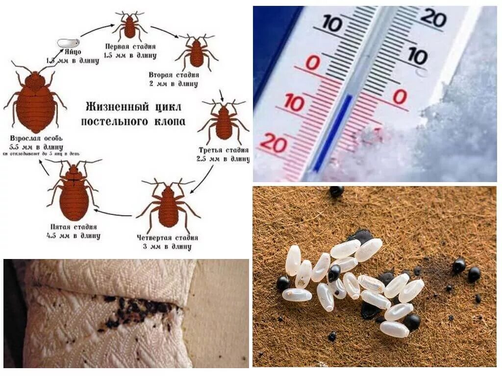 Гибнут какое время. Цикл жизни клопа домашнего постельного. Жизненный цикл клопа домашнего. Жизненный цикл клопов постельных. Постельный клоп развитие.
