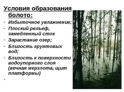 Образование болот