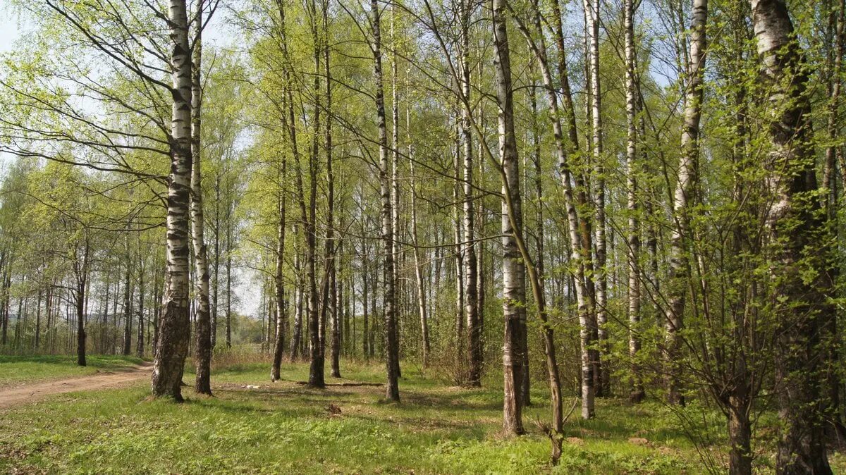 Почему роща называется рощей. Парк березовая роща великий новгород. деревяницкий парк великий новгород. деревяницкая роща. славянская роща великий новгород.