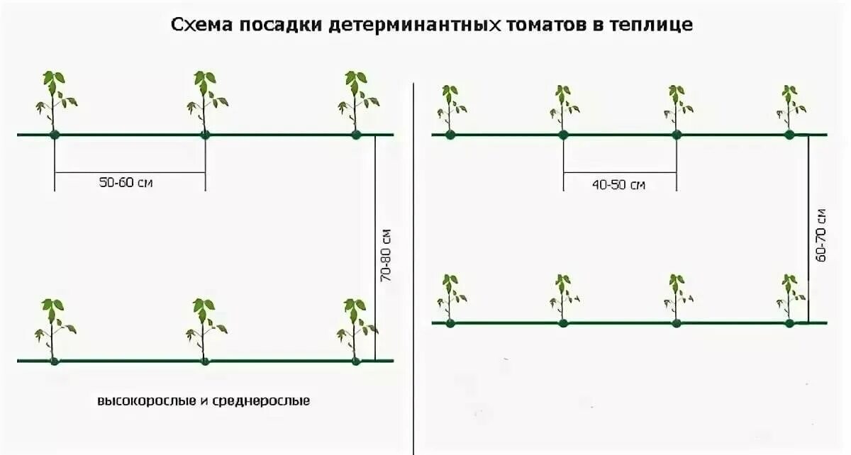 На каком расстоянии сажать разные сорта. Томат де Барао схема посадки. Схема высаживания томатов в теплице. Высадка рассады помидор в теплице схема. Схема посадки индетерминантных томатов в теплице.