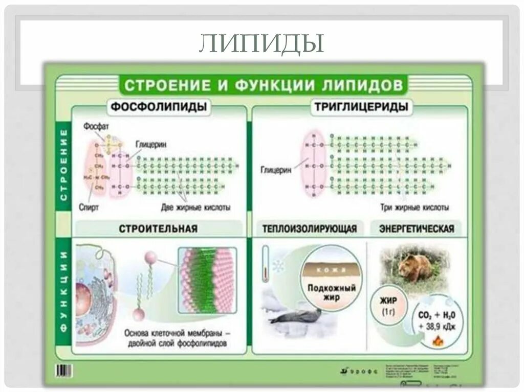 Функции липидов жиры фосфолипиды. Липиды строение и функции. Жиры биология 10 функции.