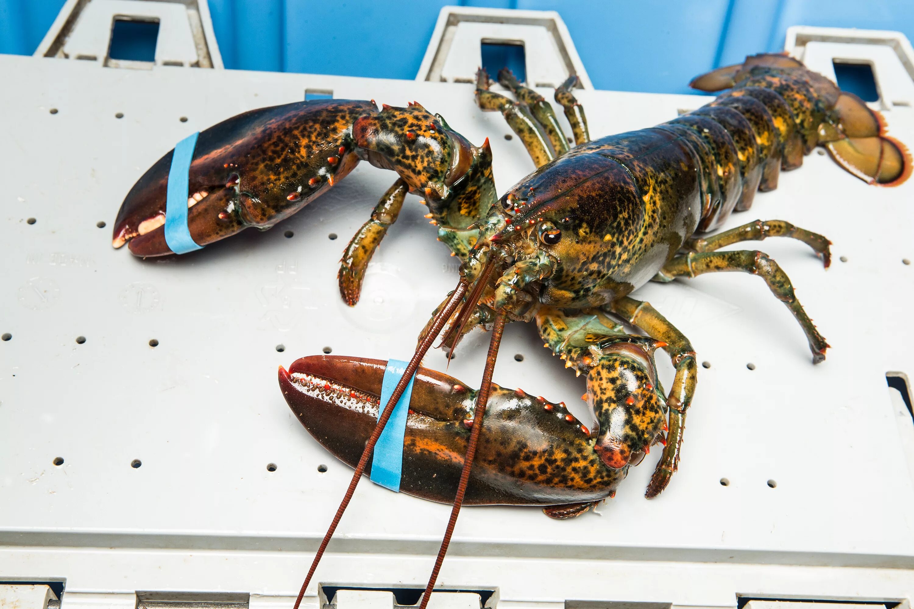 омар биология. синий лобстер. омар презентация. виды омаров и лангустов. разновидности омаров лобстеров.