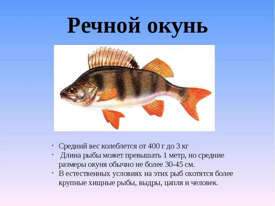 Сообщение про класс рыб. Окунь рыба описание для детей 1 класса. Окунь описание для детей 1 класса. Рассказ про окуня. Рыбы окунь Пресноводные дошкольники.