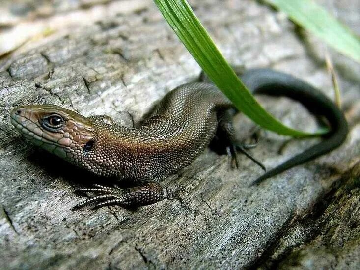 Прыткая ящерица голубая. Ящерица прыткая тритон. Ящерица прыткая грузинская. Ящерицы обитают. Пресмыкающиеся прыткая ящерица.
