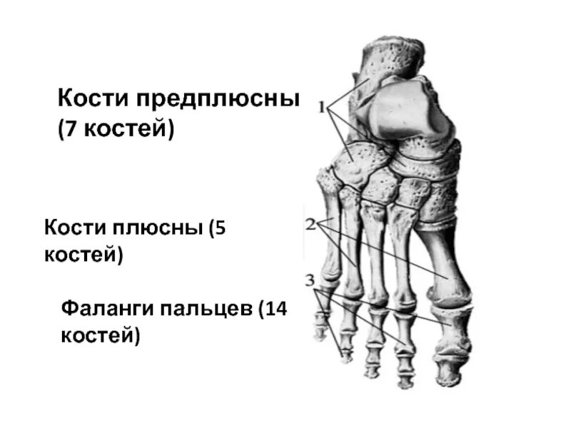 5 фаланга стопы. Кости предплюсны стопы анатомия. Стопа предплюсна плюсна фаланги пальцев. Кости дистального ряда предплюсны. Строение предплюсны стопы.