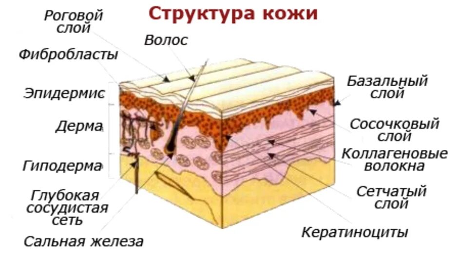 Какая структура дермы образована этой тканью. Строение кожи эпидермис дерма. Строение кожи послойно схема. Эпидермис дерма гиподерма. Эпидермис и дерма схема.