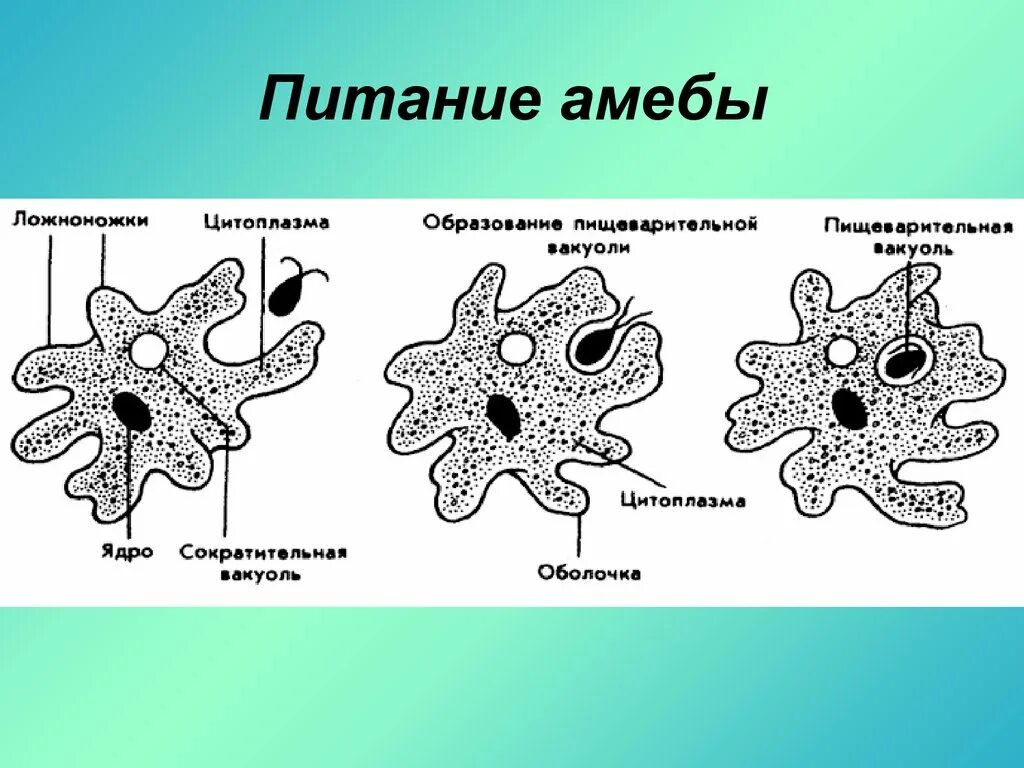 Какой тип клетки изображен на рисунке. Схема питания амебы обыкновенной. Тип питания амебы обыкновенной. Питание амебы Протей. Строение и питание амебы.