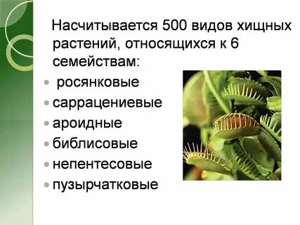 Проекты по биологии растения