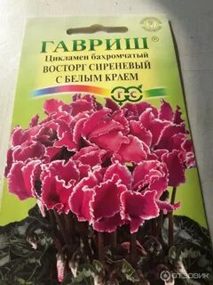 Семена цикламена