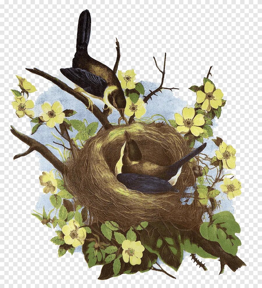 Птицы весной вьют. Гнездо для птиц.. Птичье гнездо на дереве. Весенние птицы в гнезде. Птицы вьют гнезда весной.