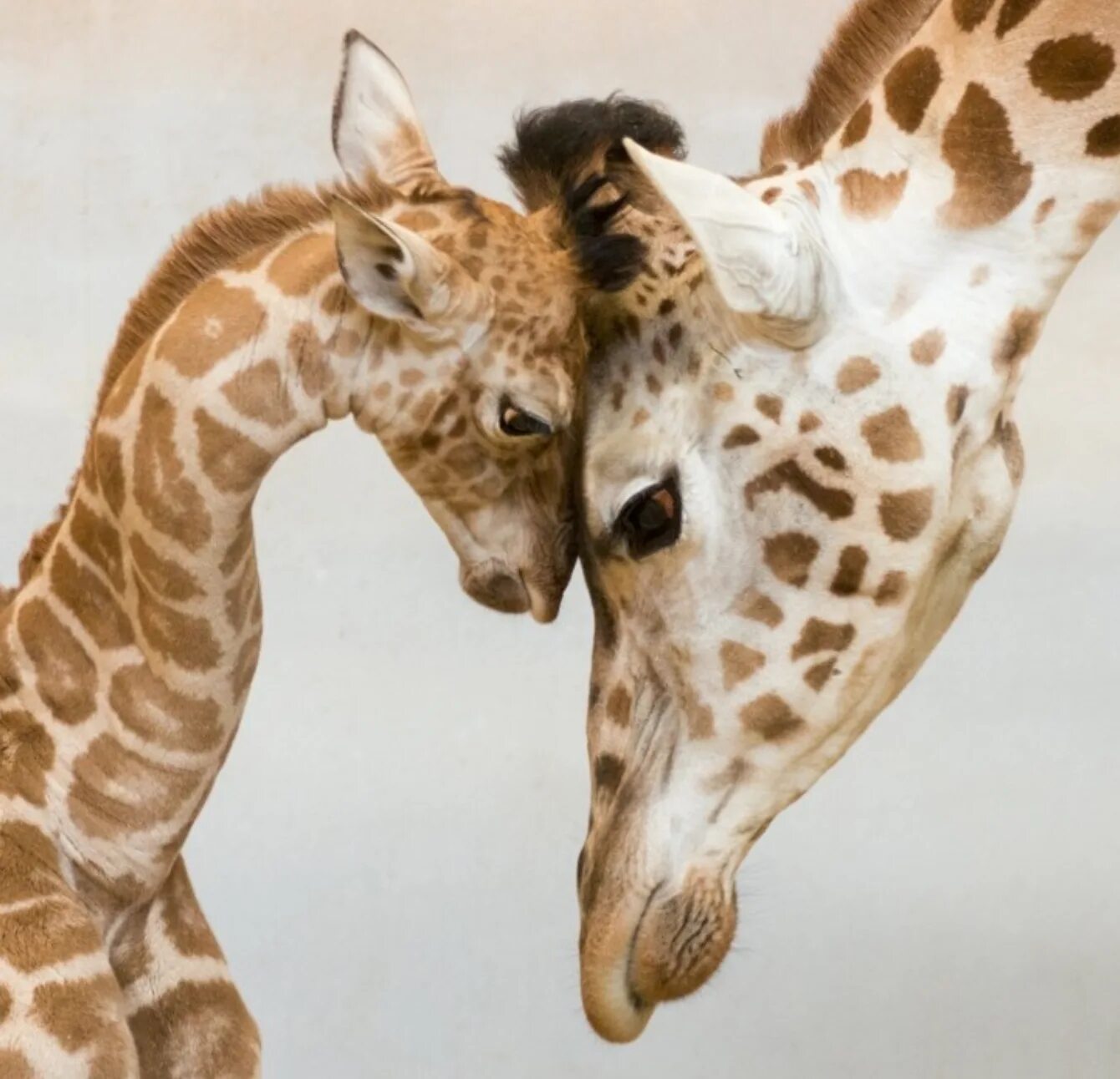 Животные. Animals my mother. Animals my mother. Domestic animals and their babies. Animals and their babies.