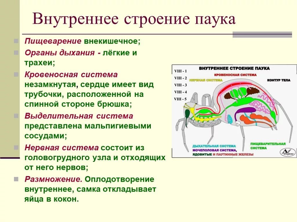 Особенности внутреннего дыхания. Особенности внутреннего строения паукообразных. Класс паукообразные системы органов. Системы органов паукообразных 7 класс. Особенности строения пищеварительной системы паукообразных.