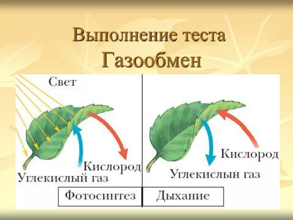 Как происходит газообмен у растений. Схема фотосинтеза у растений биология. Схема дыхания растений 6 класс биология. Газообмен у растений 6 класс. Вода выделяется при фотосинтезе