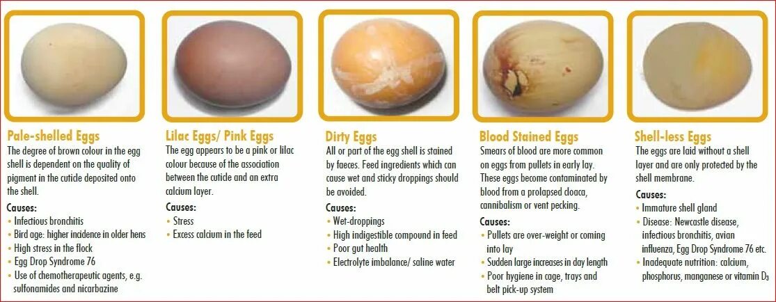 Как по английски будет яйцо. Поверхность плитки Eggshell. Цвет ЭГГ Шелл. Egg Shell щитовидная. A Egg или an Egg.