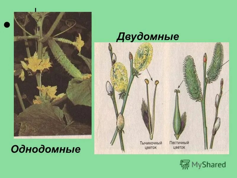 Приведите примеры однодомных и двудомных растений Привести примеры однодомных и двудомных растений