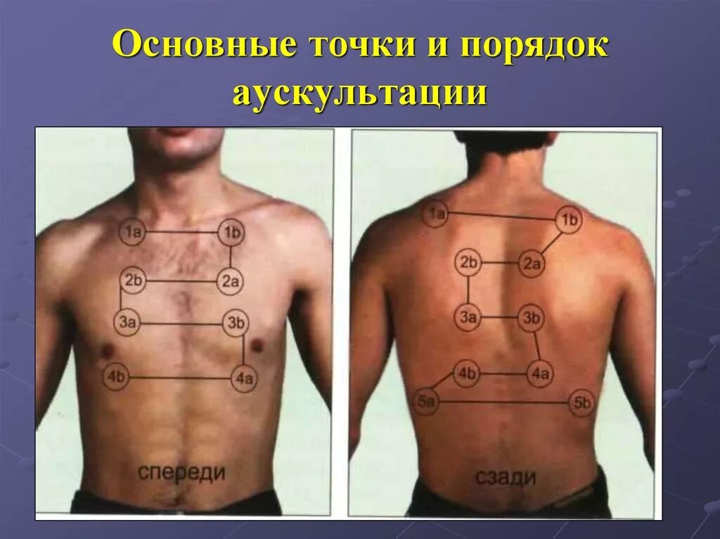 Главная точка. Сравнительная перкуссия лёгких точки спереди.