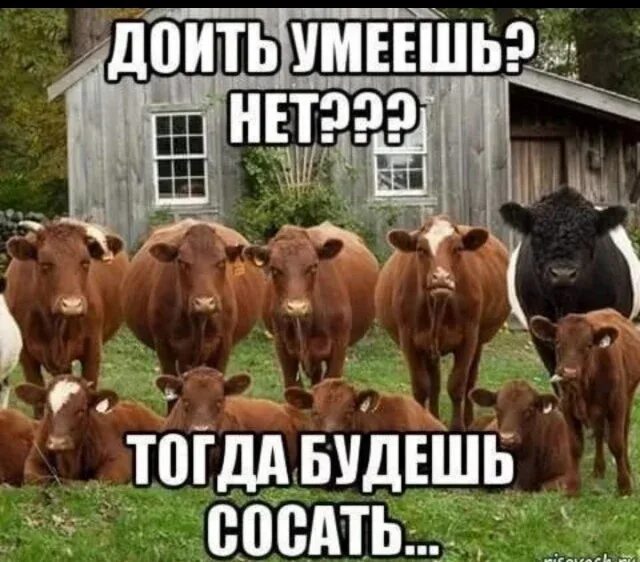 Где найти телку. Мемы с коровами. Смешные мемы про коров. Корова Мем. Теленок мемы.