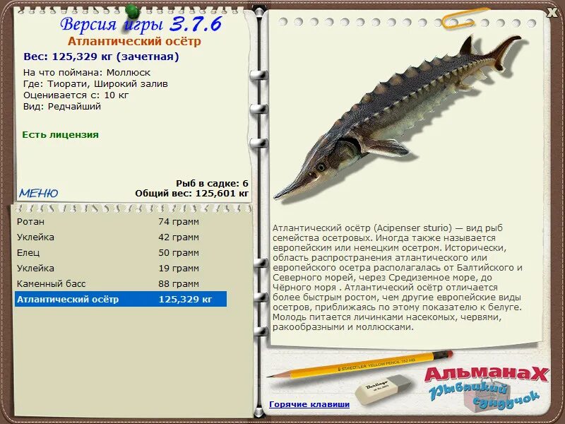 осетр севрюга стерлядь. бестер и стерлядь отличие. осетр белуга стерлядь отличия. осетр севрюга стерлядь. севрюга осетр стерлядь отличия.