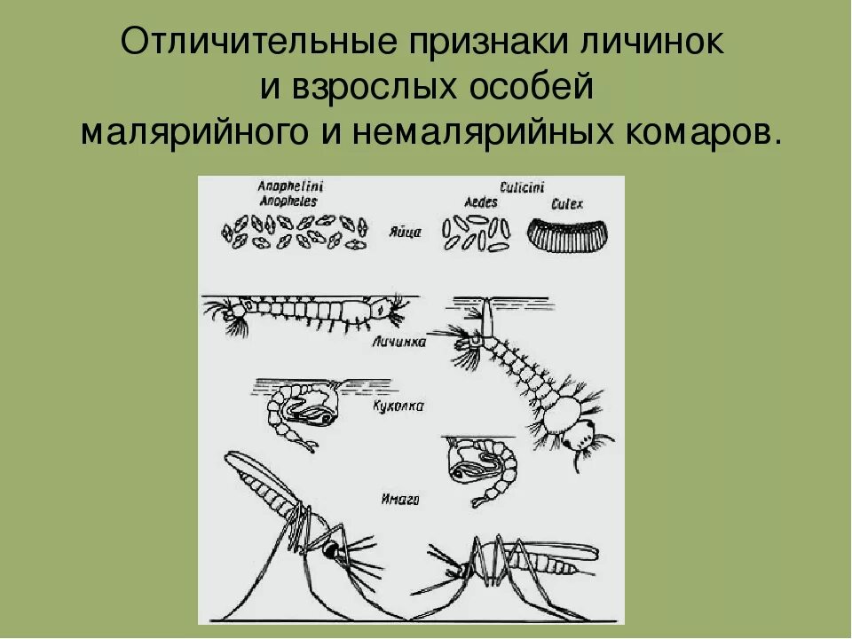 Какое развитие у малярийного комара. Личинки малярийных и немалярийных комаров. Личинка куколка и Имаго малярийного и немалярийного комара. Комар анофелес цикл. Отличие личинок малярийных и немалярийных комаров.