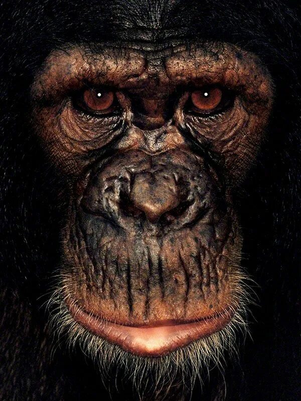 Facing monkey