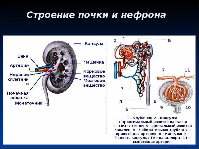 Биология строение и функции почек. Биология строение и функции почек