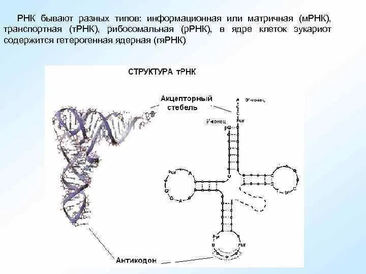 Информационная РНК И транспортная РНК. Строение вторичной структуры ТРНК. Структура МРНК ТРНК. Вторичная структура т РНК.