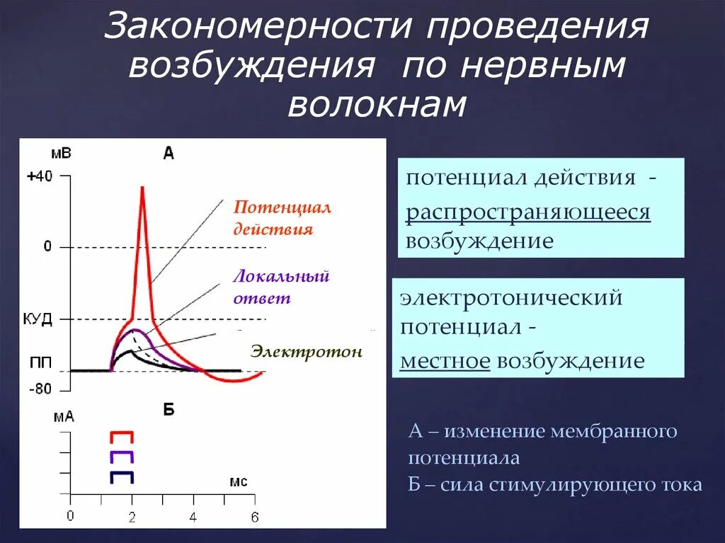 Процесс возбуждения нервных клеток. Электротонический потенциал и локальный ответ. Потенциал действия и возбуждение. Потенциал действия и возбудимость. Электротонический потенциал.