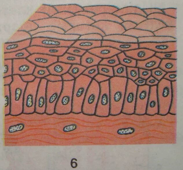 Покровный эпителий строение ткани. Эпителиальная ткань покровный эпителий. Эпителиальная ткань рисунок с эпителиями. Плоский эпителий животных. Рисунок группы клеток