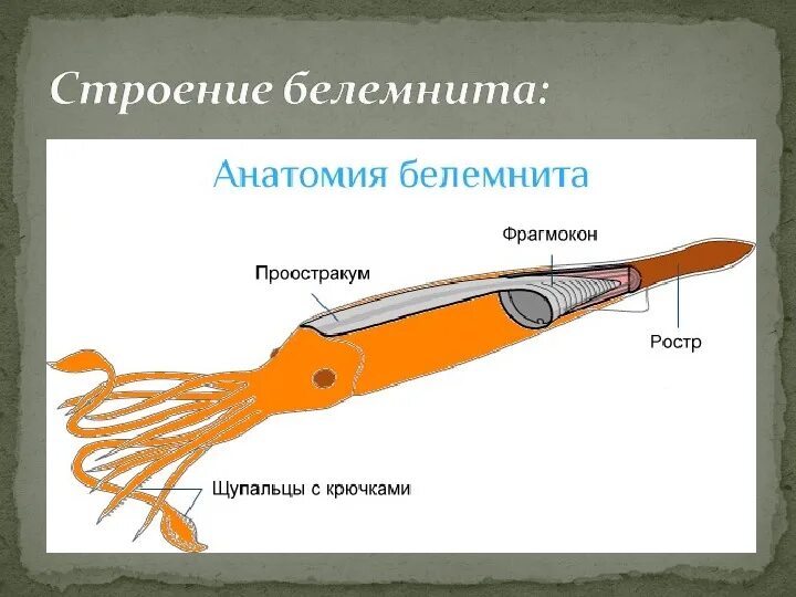 Ростр белемнита строение. Белемниты строение раковины. Схема строения раковины белемнита. Белемниты головоногие.