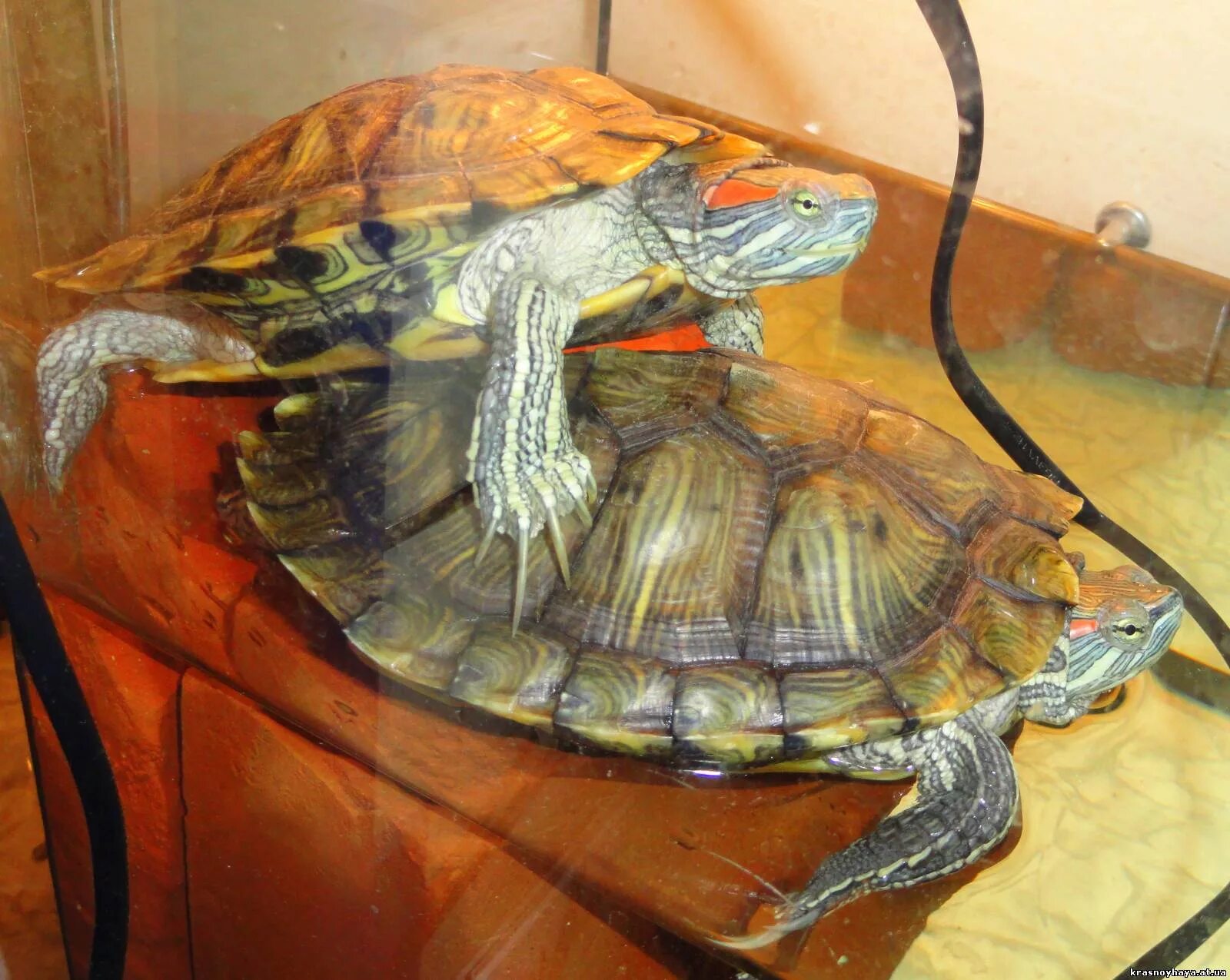 Сколько лет живут красноухие. Красноухая Пресноводная черепаха. Мексиканская красноухая черепаха. Красноухая самка панцирь. Красноухая черепаха домашняя.