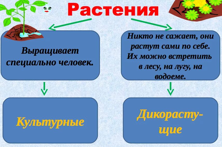 Растения первый класс