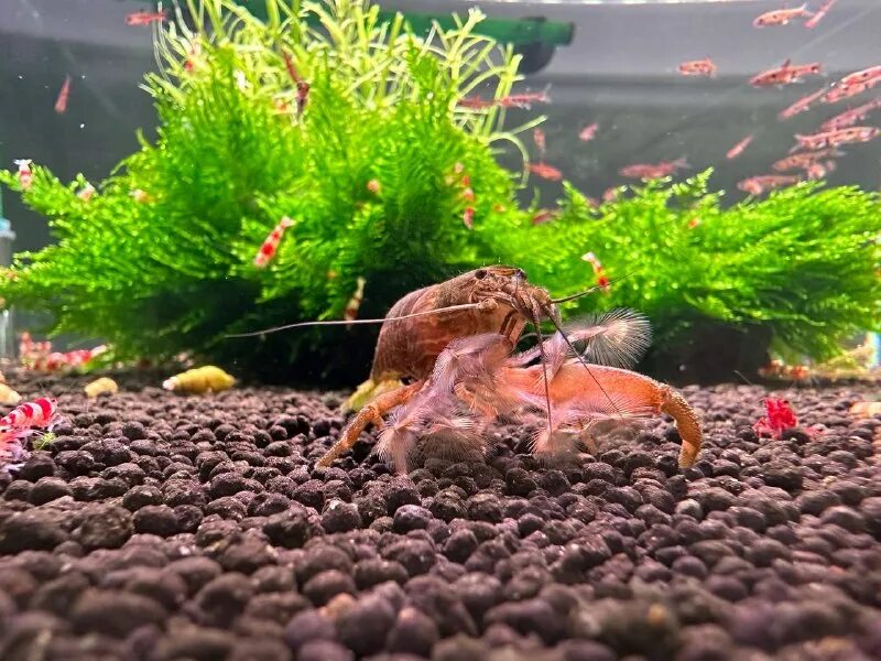 маша блюм аквариумные растения магазин. аквариумная студия маши блюм. аквариумная студия маши блюм. аквариумная студия маши блюм москва. Masha bloom магазин.