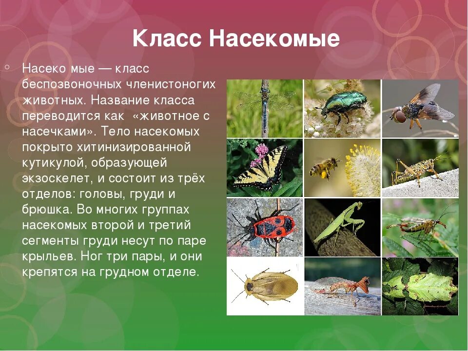 Беспозвоночные животные 8 класс. Класс насекомые. Представители класса насекомые. Класс насекомые презентация. К классу насекомых относятся.