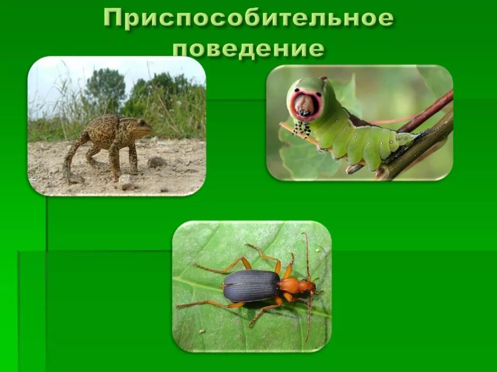 Имеет приспособительное значение. Приспособительное поведение. приспособительное поведение животных. приспособительное поведение примеры. приспособительное поведение примеры животных.