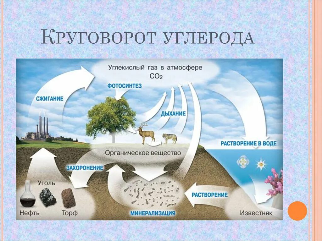 Круговорот азота в природе впр. Биологический круговорот углерода схема. Круговорот углерода в природе биология 9 класс. Круговорот углерода в биосфере биология 9 класс. Кркглкорот углерода в природе.