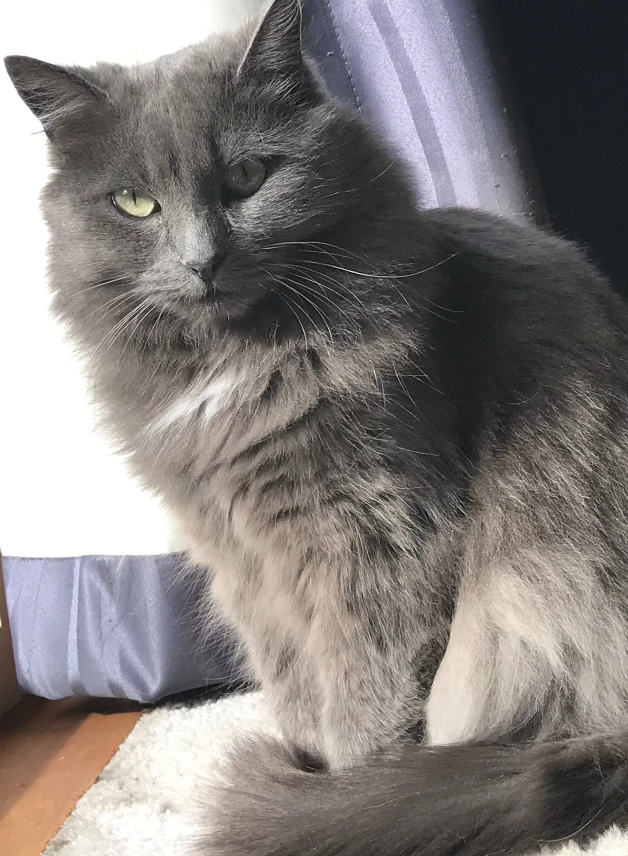Кот породы сибирский голубой. Сибирский голубая кошка короткошерстная. Мейн кун голубой солид котенок. Мейн кун серый. Сибирская голубая кошка.