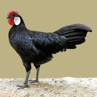 Минорка куры