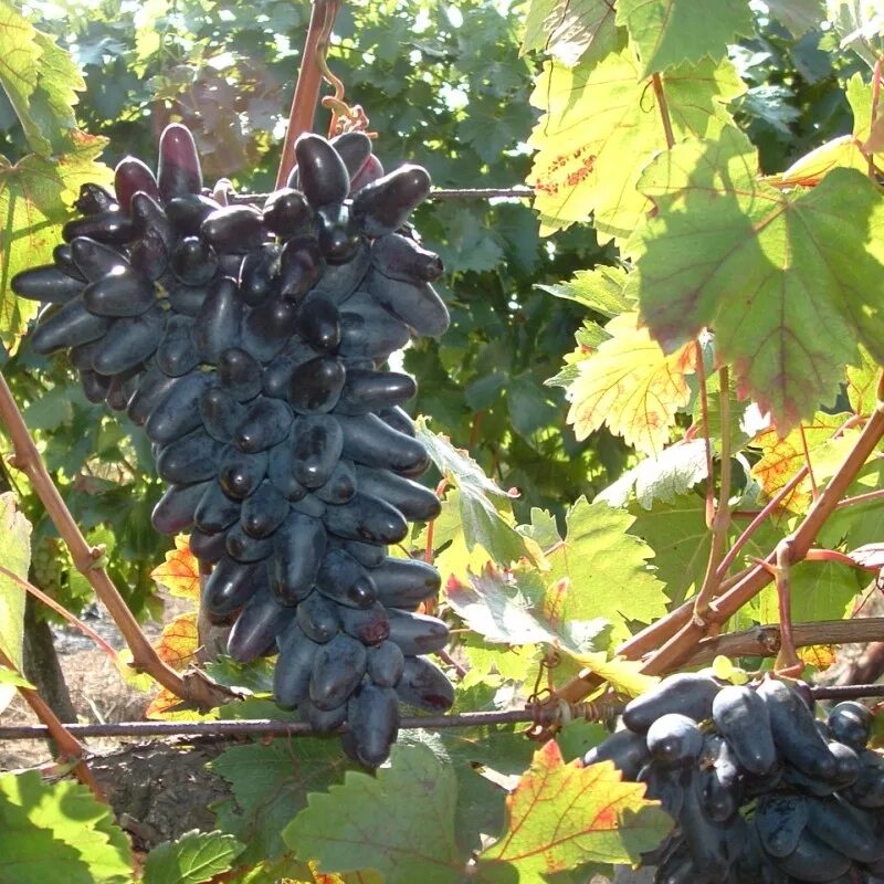 Одесский черный. Одесский сувенир сорт винограда. Сорт винограда Одесса. Виноград Сентябрина. Одесский черный сорт винограда.