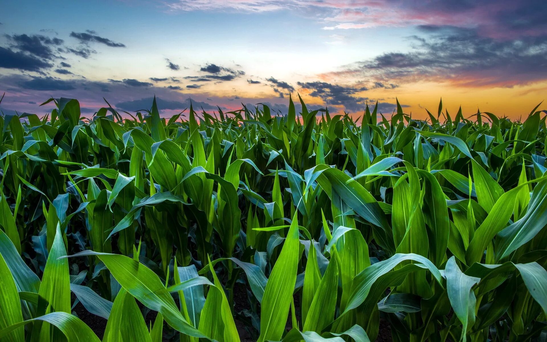 Сельское хозяйство растения. Кукурузное поле Канзас Элли. Иллинойс кукурузные поля. Кукурузные поля в Италии. Поле кукурузы.